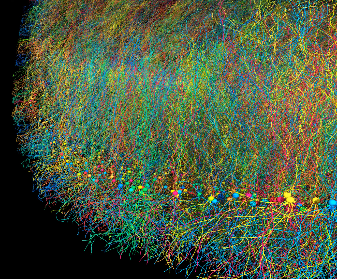 A simulation showing a layer of cortical neurons forming axons and dendrites.